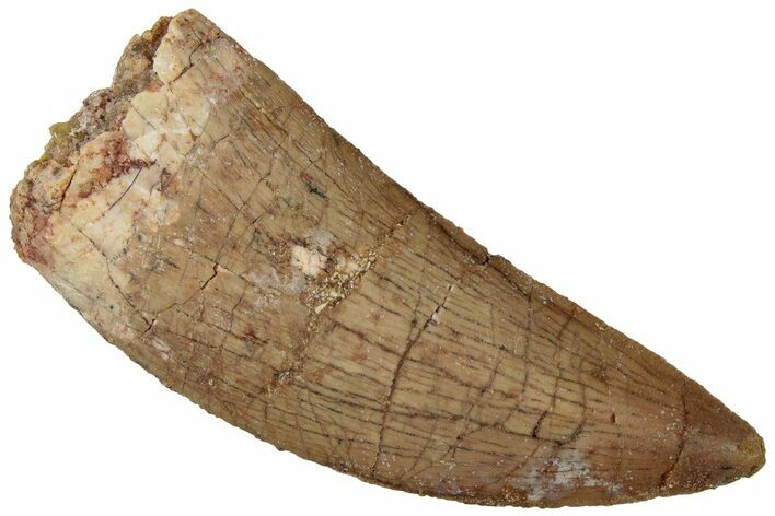 Serrated, Carcharodontosaurus Tooth - Real Dinosaur Tooth #311040